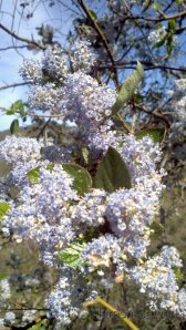 California lilac plant in full bloom, Fish Canyon