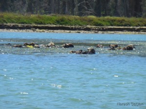 Raft of otters in the seaweed