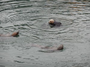Sea lions watch otter play with curiosity