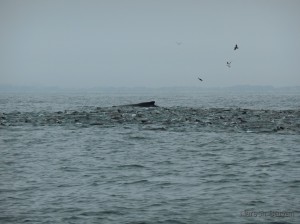 Humpback whale cooperative feeding with California sea lions