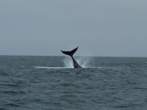Humpback whale tail throw